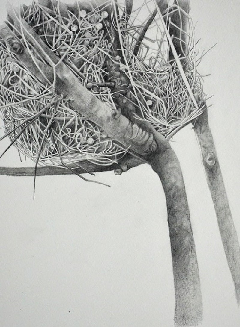 Bird Nest